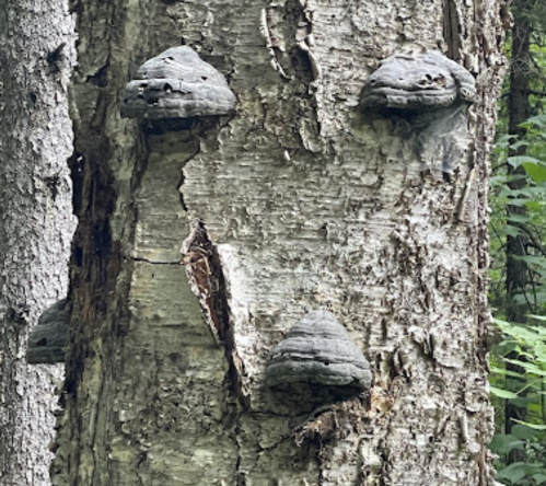 Mushrooms growing on the bark of a tree in a forest, with a textured, weathered surface.