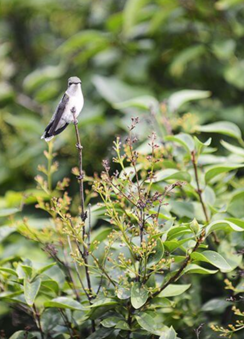 A small bird perched on a branch amidst lush green foliage and delicate flowers.