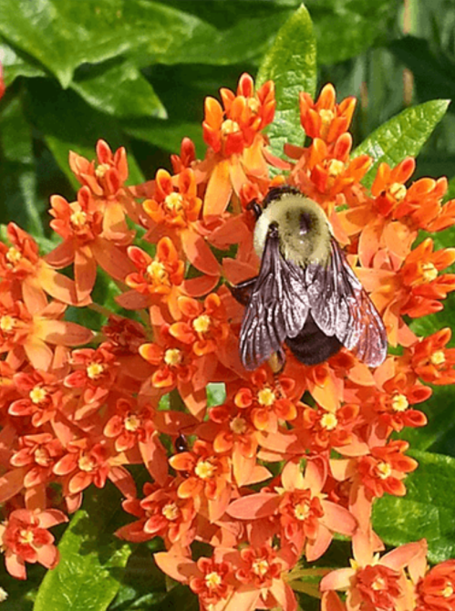 A bumblebee perched on vibrant orange flowers, surrounded by lush green leaves.