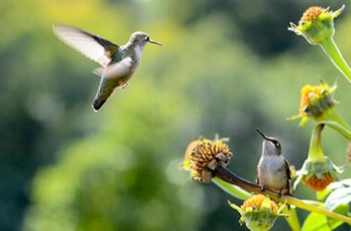 Two hummingbirds perched on flowers, one in flight, with a blurred green background.