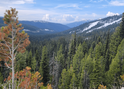 A panoramic view of a lush green forest valley surrounded by mountains and a blue sky with scattered clouds.