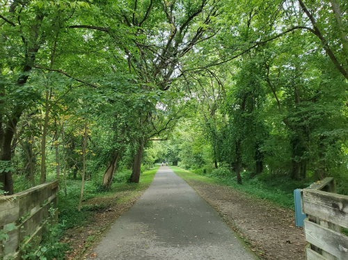 A serene pathway lined with lush green trees, leading into a peaceful, wooded area.