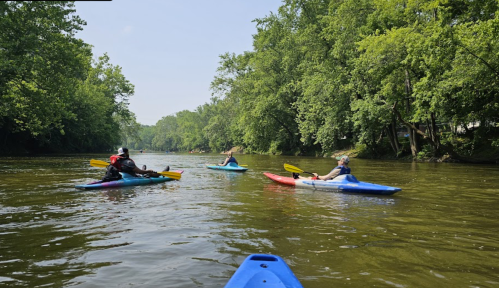 Four kayakers paddle on a calm river surrounded by lush green trees on a sunny day.