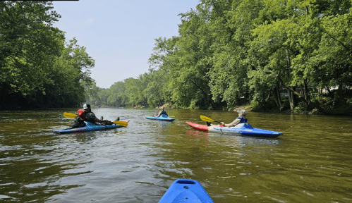 Four kayakers paddle on a calm river surrounded by lush green trees on a sunny day.