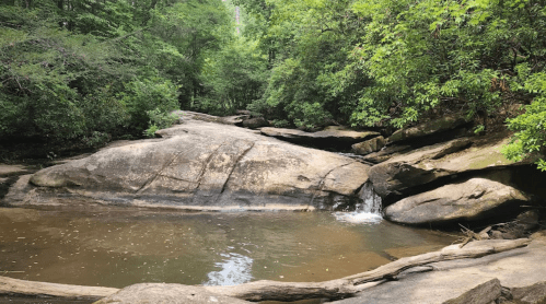 A serene forest scene featuring a rocky stream surrounded by lush greenery and gentle flowing water.