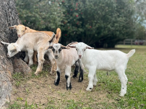 A group of playful baby goats exploring a grassy area near a tree.