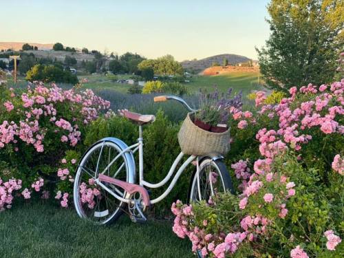 A vintage bicycle with a basket of flowers parked among blooming pink roses in a scenic landscape.