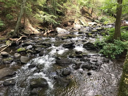 A serene stream flows over rocks, surrounded by lush green trees and foliage in a peaceful forest setting.