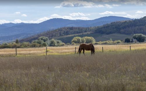 A horse grazes in a grassy field with mountains and trees in the background under a partly cloudy sky.