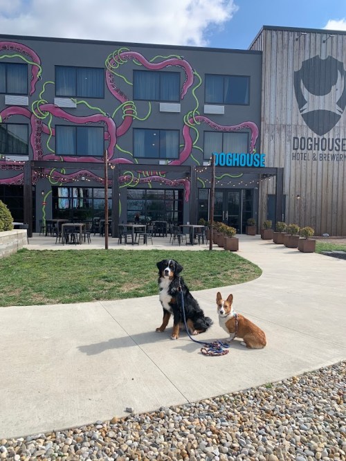 Two dogs sit on a pathway in front of the Doghouse Hotel and Brewery, with colorful murals on the building.