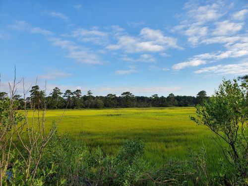 Lush green field under a blue sky with scattered clouds, bordered by trees in the background.