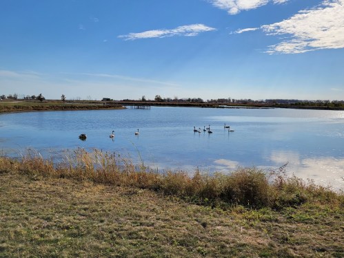 A serene lake scene with swans swimming, surrounded by grassy banks and a clear blue sky.