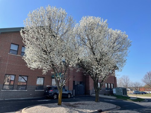 Two flowering trees with white blossoms stand beside a brick building under a clear blue sky.