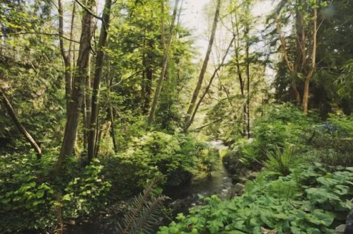 Lush green forest with tall trees and a small stream flowing through vibrant foliage. Sunlight filters through the leaves.