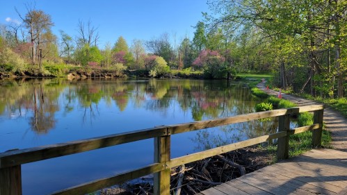 A serene pond surrounded by greenery and blooming trees, with a wooden walkway along the water's edge.