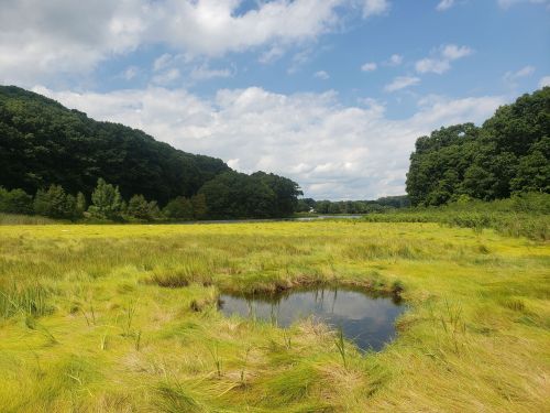 A serene wetland scene with lush green grass, a small pond, and distant hills under a partly cloudy sky.
