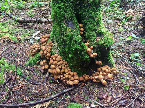 A moss-covered tree stump surrounded by clusters of small mushrooms in a lush forest setting.