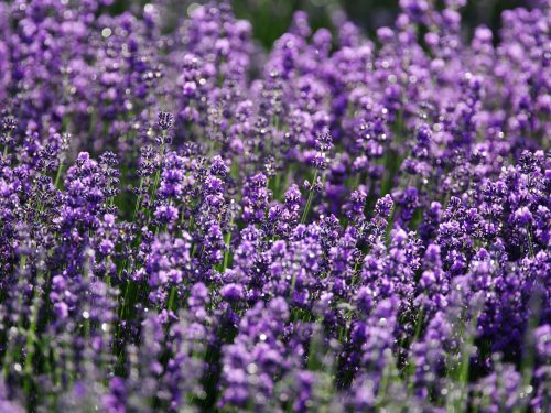 A vibrant field of blooming lavender flowers, creating a sea of purple under sunlight.