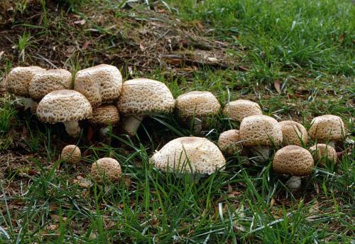 A cluster of mushrooms with spotted caps growing among green grass.