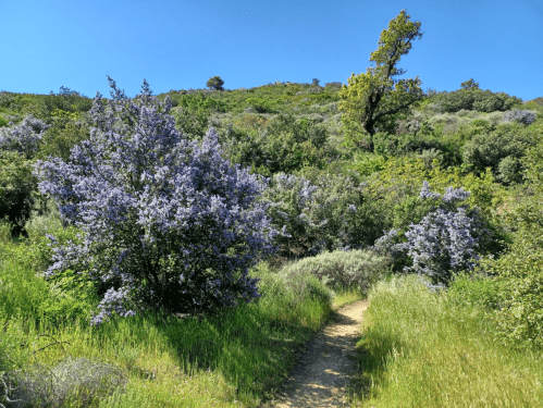 A scenic trail surrounded by lush greenery and blooming purple flowers under a clear blue sky.