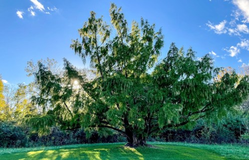 A large, lush tree with green foliage stands in a sunny field under a blue sky with scattered clouds.
