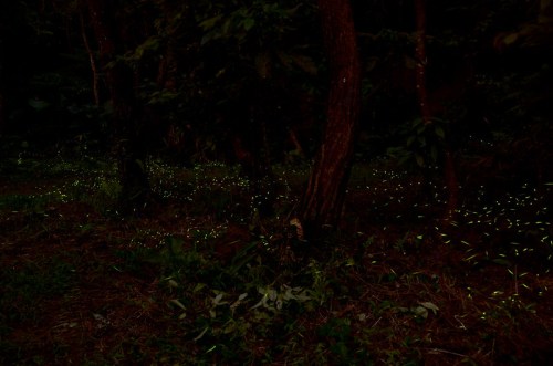 A dark forest scene illuminated by glowing fireflies scattered among trees and foliage.
