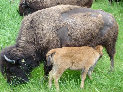 A bison and its calf grazing in a grassy field. The calf is nursing from the mother.