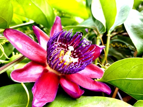 A vibrant purple and red flower surrounded by green leaves, showcasing intricate petals and a striking center.