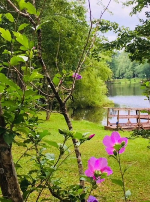 A serene lakeside scene with vibrant pink flowers in the foreground and lush greenery surrounding the calm water.