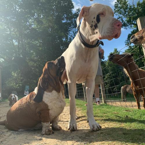 Two dogs play together in a sunny outdoor setting, with a larger white dog and a smaller brown dog.