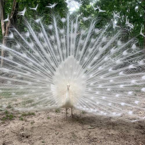 A white peacock displaying its full, fan-like tail feathers in a natural setting.