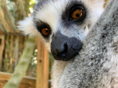 Close-up of a lemur's face, featuring large orange eyes and distinctive black markings around its eyes.