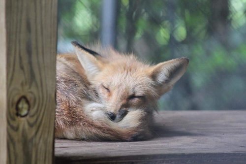 A sleeping fox curled up on a wooden surface, with its eyes closed and ears perked up.