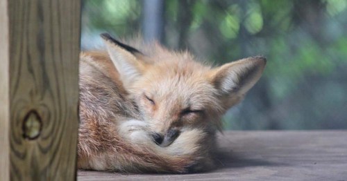 A sleeping fox curled up on a wooden surface, with its eyes closed and ears perked up.