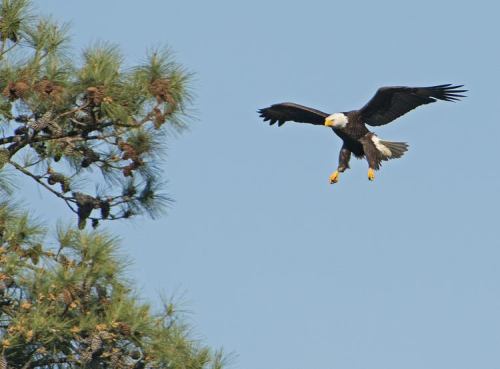 A bald eagle soaring gracefully in the sky, with a pine tree in the foreground.