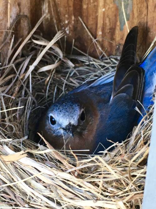 A bluebird resting in a nest made of straw, with its head turned towards the viewer.