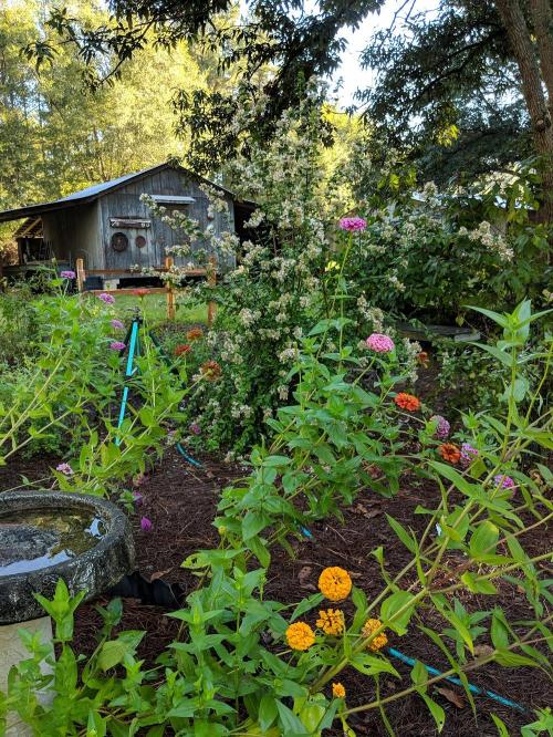 A vibrant garden filled with colorful flowers, greenery, and a rustic shed in the background.