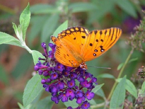 A vibrant orange butterfly with black spots perched on purple flowers, surrounded by green leaves.