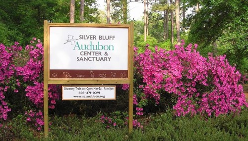 Sign for Silver Bluff Audubon Center & Sanctuary, surrounded by vibrant pink flowers and lush greenery.