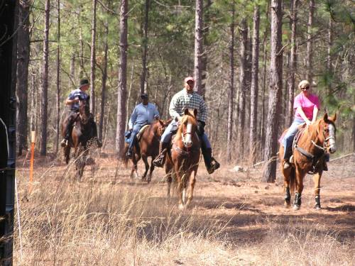 Four people riding horses through a wooded area, surrounded by tall trees and dry grass.