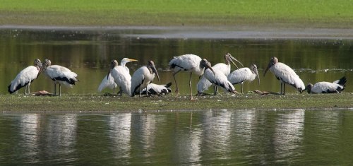 A group of storks and herons standing and preening on a grassy area by a calm water body.