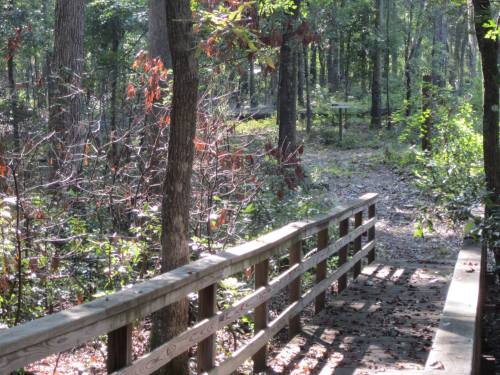A wooden bridge leads into a sunlit forest path, surrounded by trees and greenery.