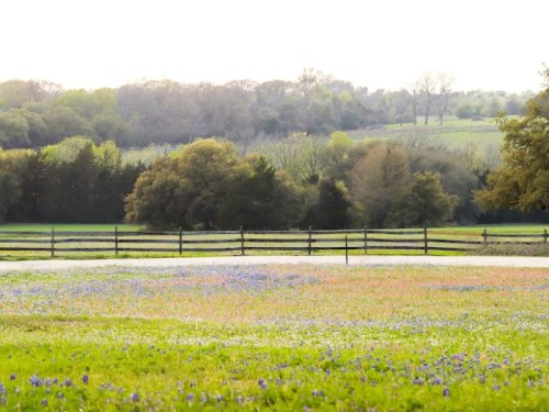 A serene landscape featuring a field of wildflowers in the foreground and lush trees in the background under a soft sky.