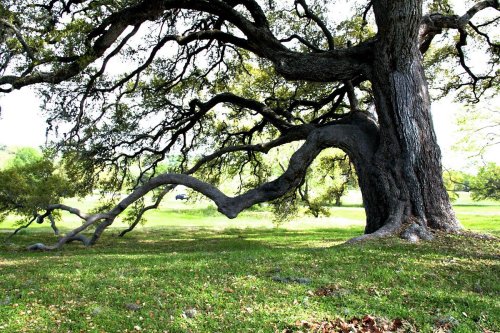 A large, sprawling tree with thick branches extending over a grassy area under bright sunlight.