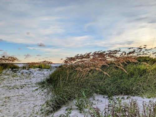 A serene beach scene with tall grasses swaying in the breeze under a cloudy sky.