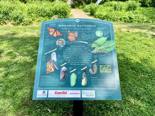 Informational sign about the life cycle of the Monarch butterfly, featuring illustrations and descriptions of each stage.