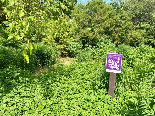 A lush green area with dense foliage and a purple sign that reads "Wild & Beautiful."