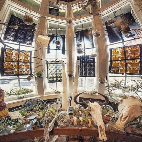 A cozy shop display featuring various natural curiosities, including skulls, plants, and hanging glass terrariums.