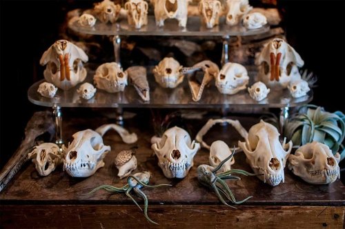 A display of various animal skulls and bones arranged on shelves, with some air plants in the foreground.