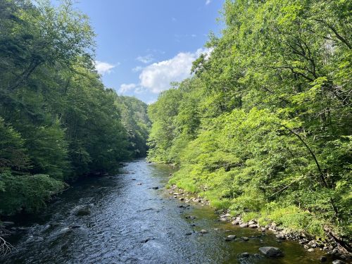 A serene river flows through a lush green forest under a bright blue sky with scattered clouds.